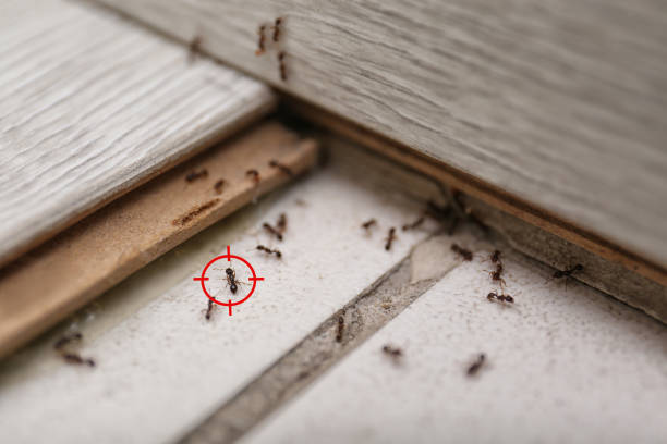 Best Pest Removal Services  in Alta Sierra, CA