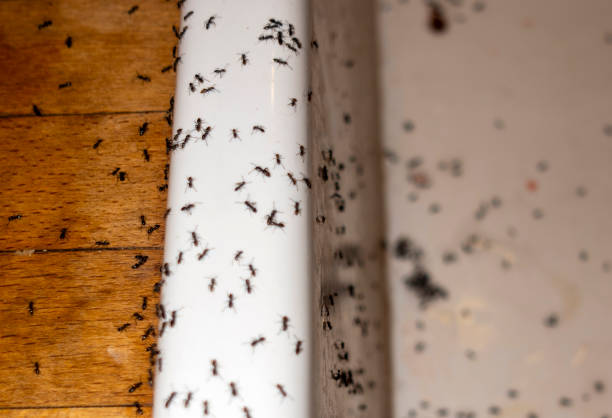 Best Wasp Removal Services  in Alta Sierra, CA