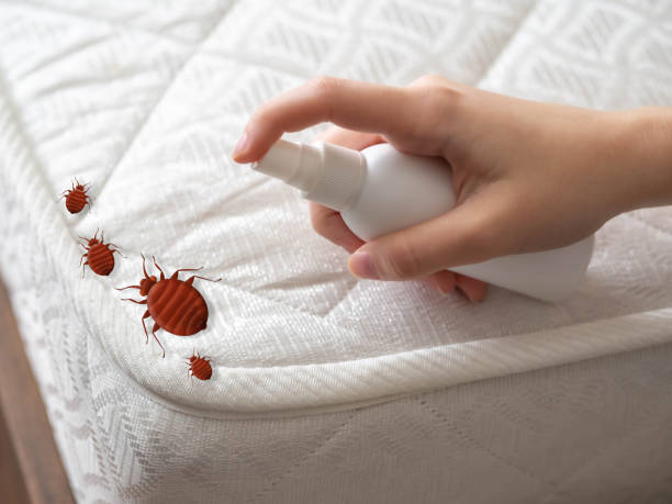 Best Best Pest Control Companies  in Alta Sierra, CA