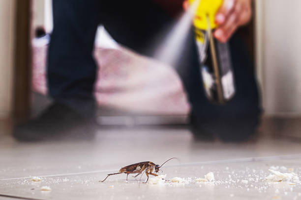 Best Mosquito Control Services  in Alta Sierra, CA