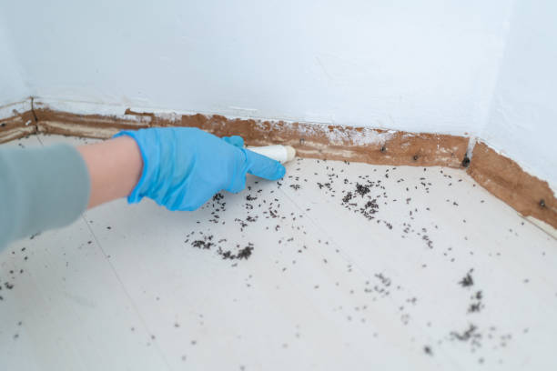 Best Termite Control Services  in Alta Sierra, CA